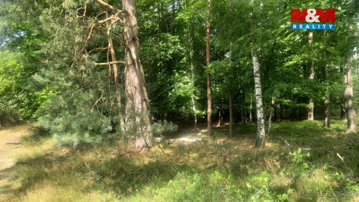 Prodej lesa, 108447 m², Březovice