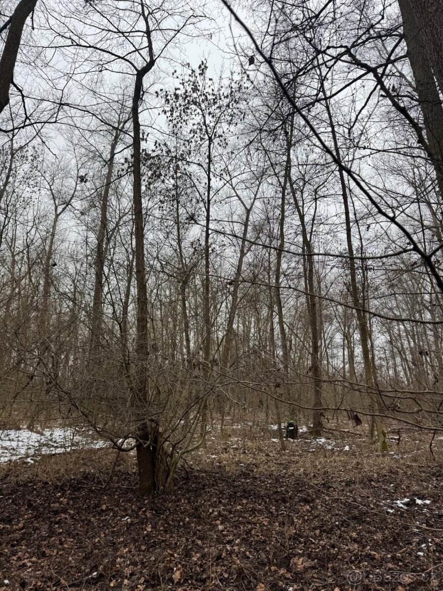 Prodej pozemků k.ú. Přerov nad Labem