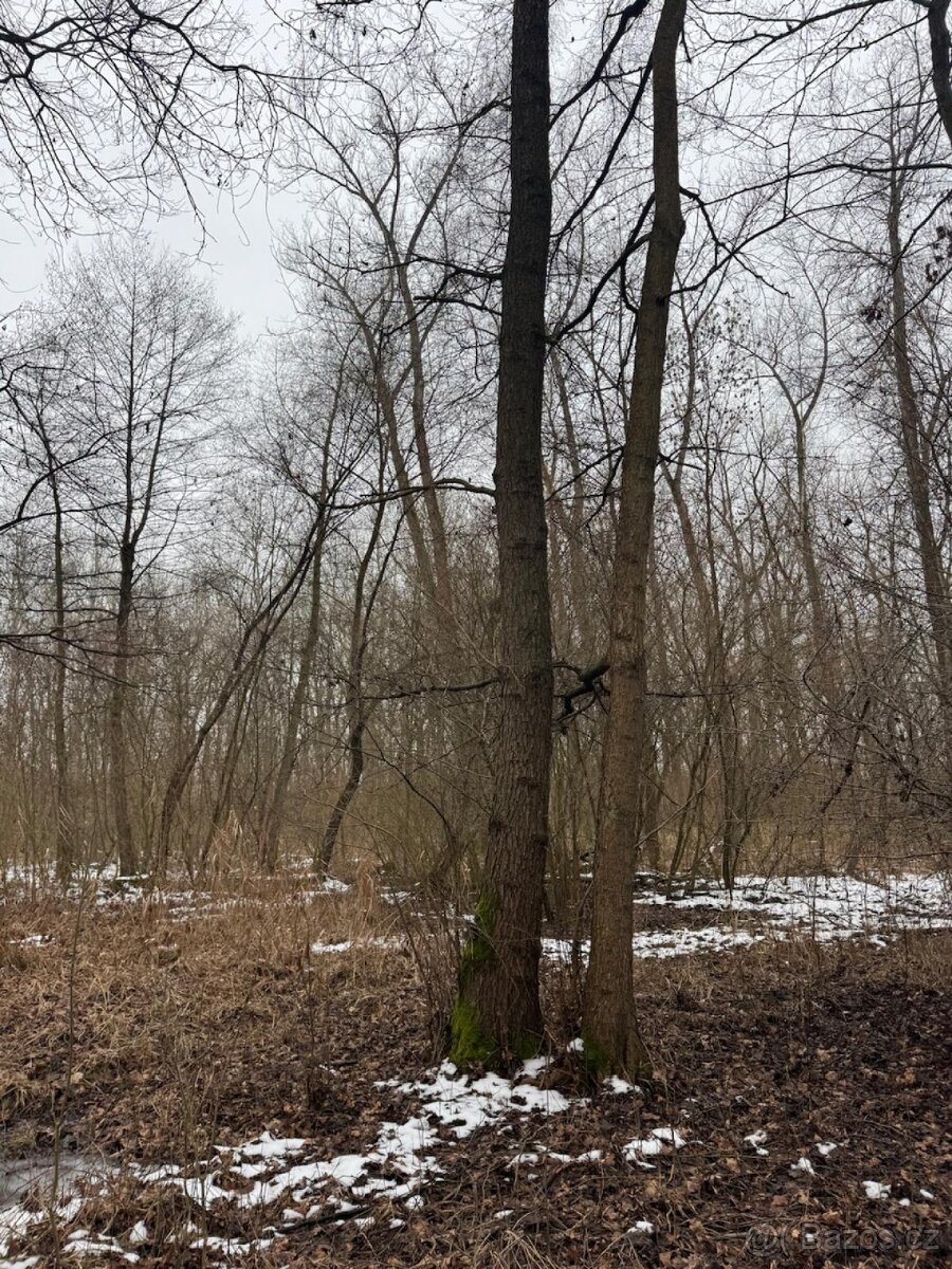 Prodej pozemků k.ú. Přerov nad Labem