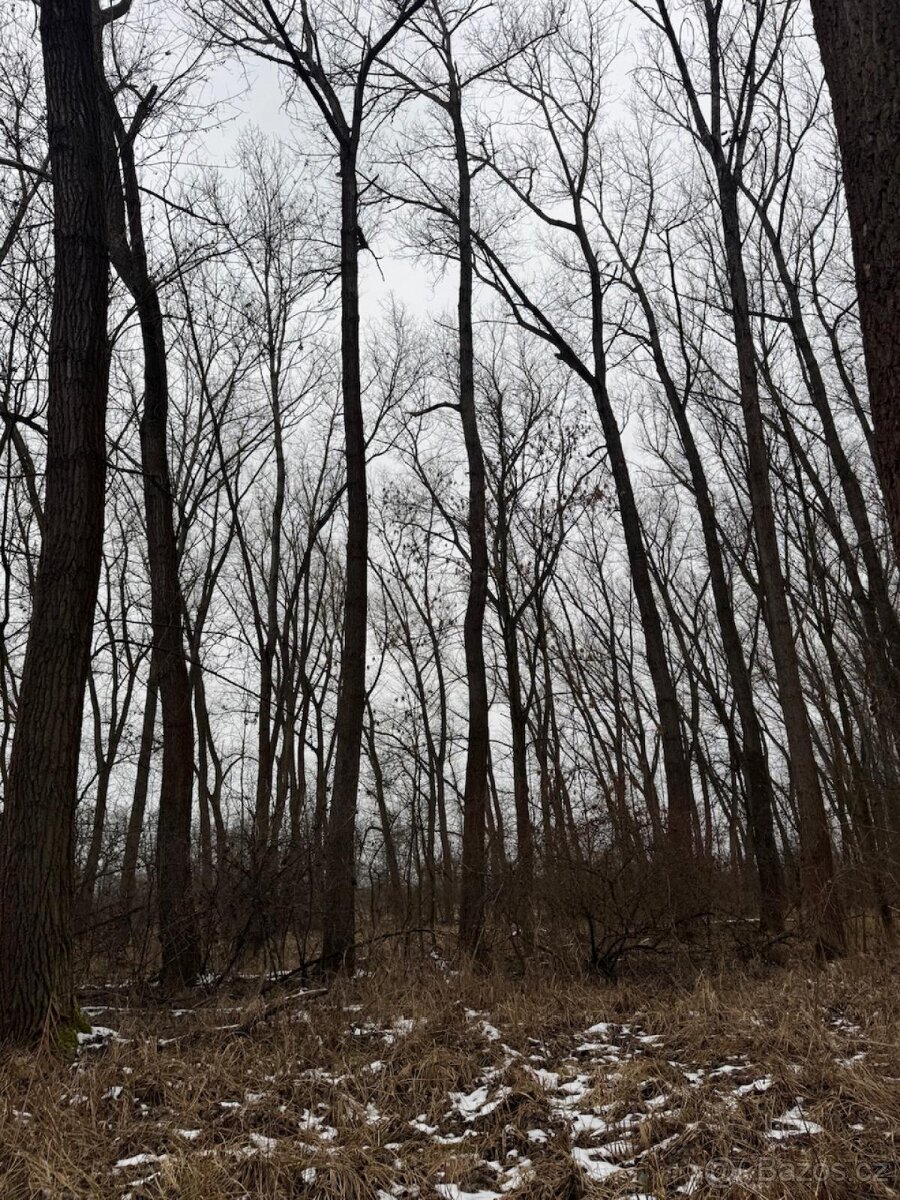 Prodej pozemků k.ú. Přerov nad Labem