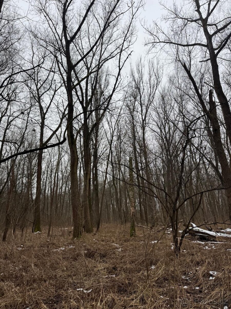 Prodej pozemků k.ú. Přerov nad Labem