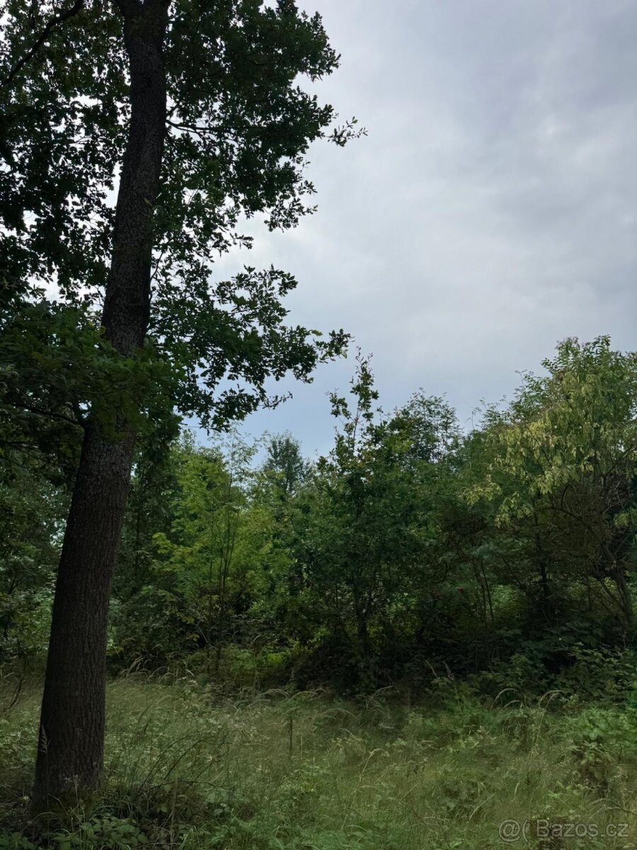 Prodej lesních pozemků v k.ú. Kočín