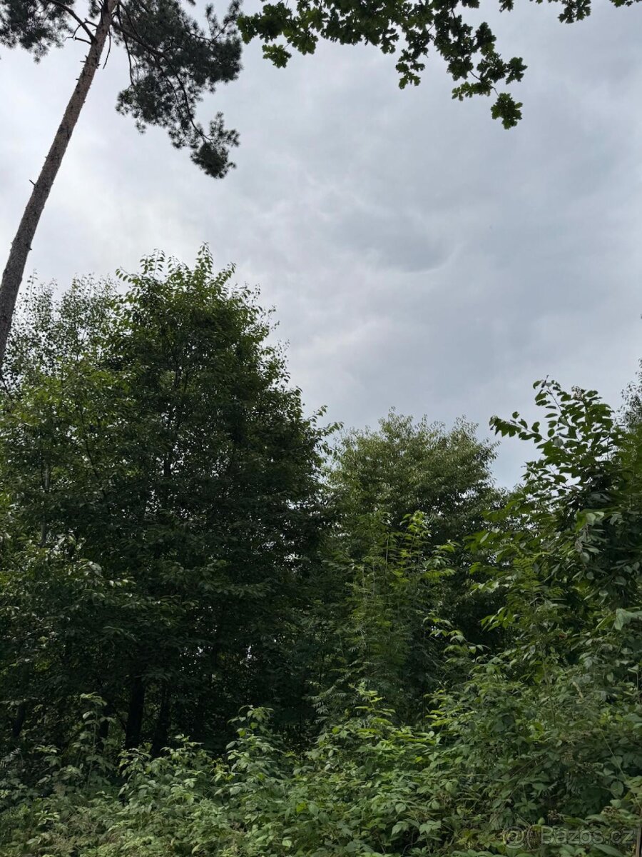 Prodej lesních pozemků v k.ú. Kočín