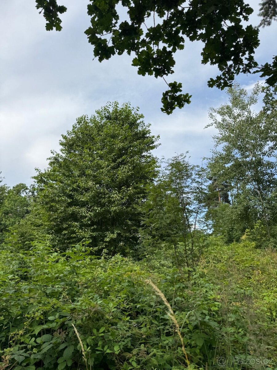 Prodej lesních pozemků v k.ú. Kočín