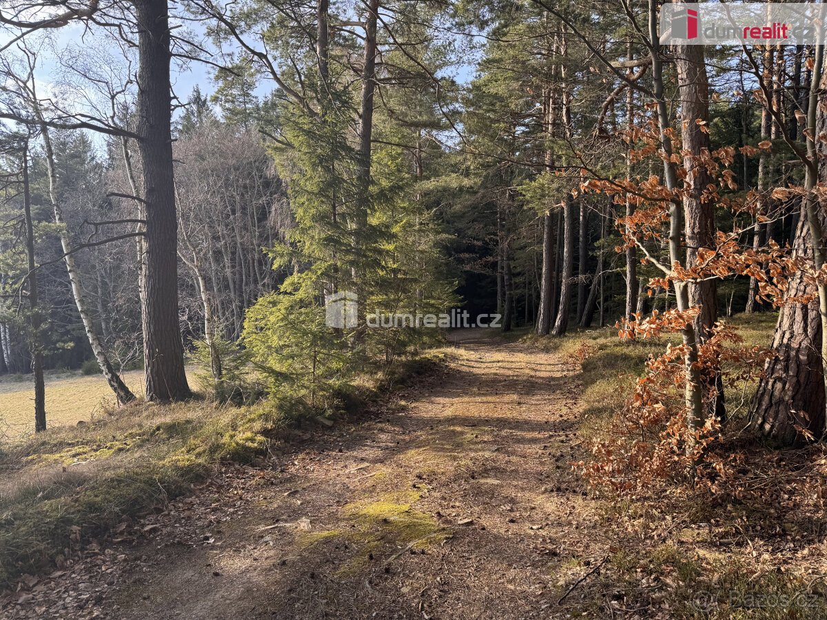 prodej lesa u obce Jelemek