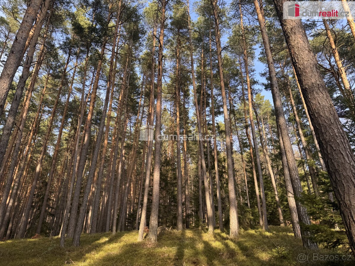 prodej lesa u obce Jelemek