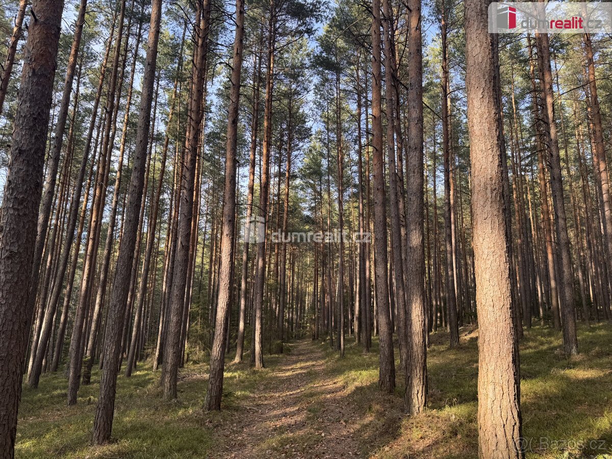 prodej lesa u obce Jelemek