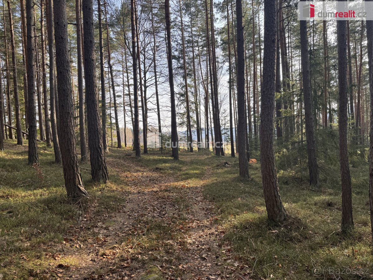 prodej lesa u obce Jelemek