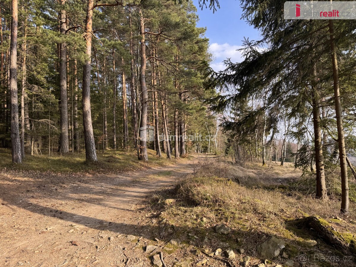 prodej lesa u obce Jelemek