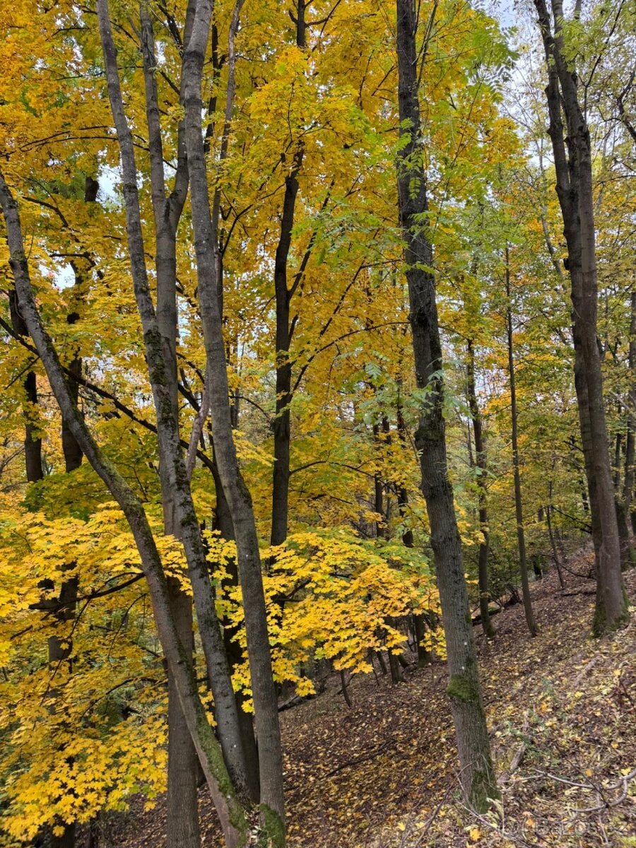 Prodej lesního pozemku k.ú. Přísečná