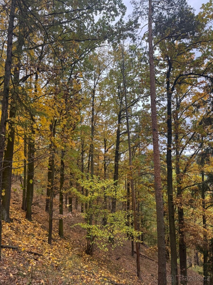 Prodej lesního pozemku k.ú. Přísečná