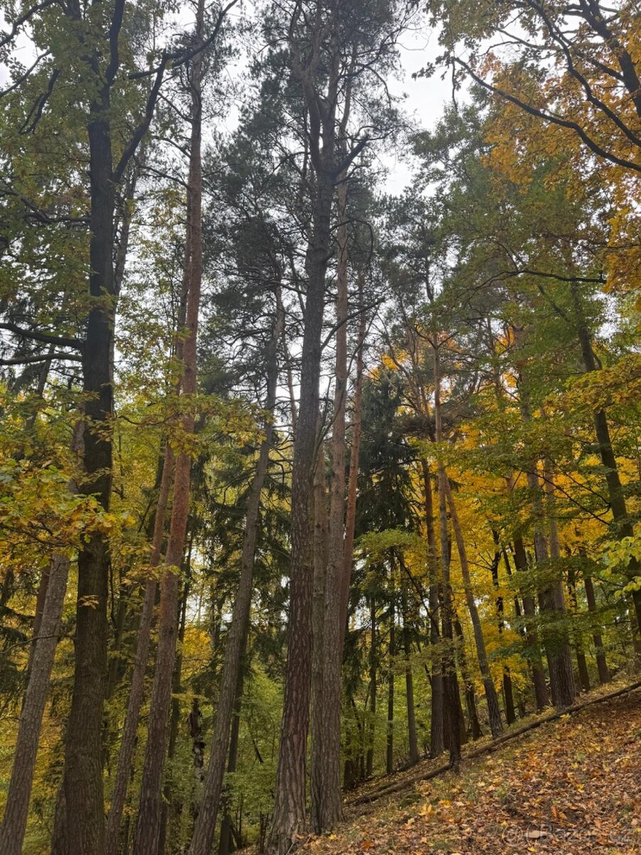 Prodej lesního pozemku k.ú. Přísečná