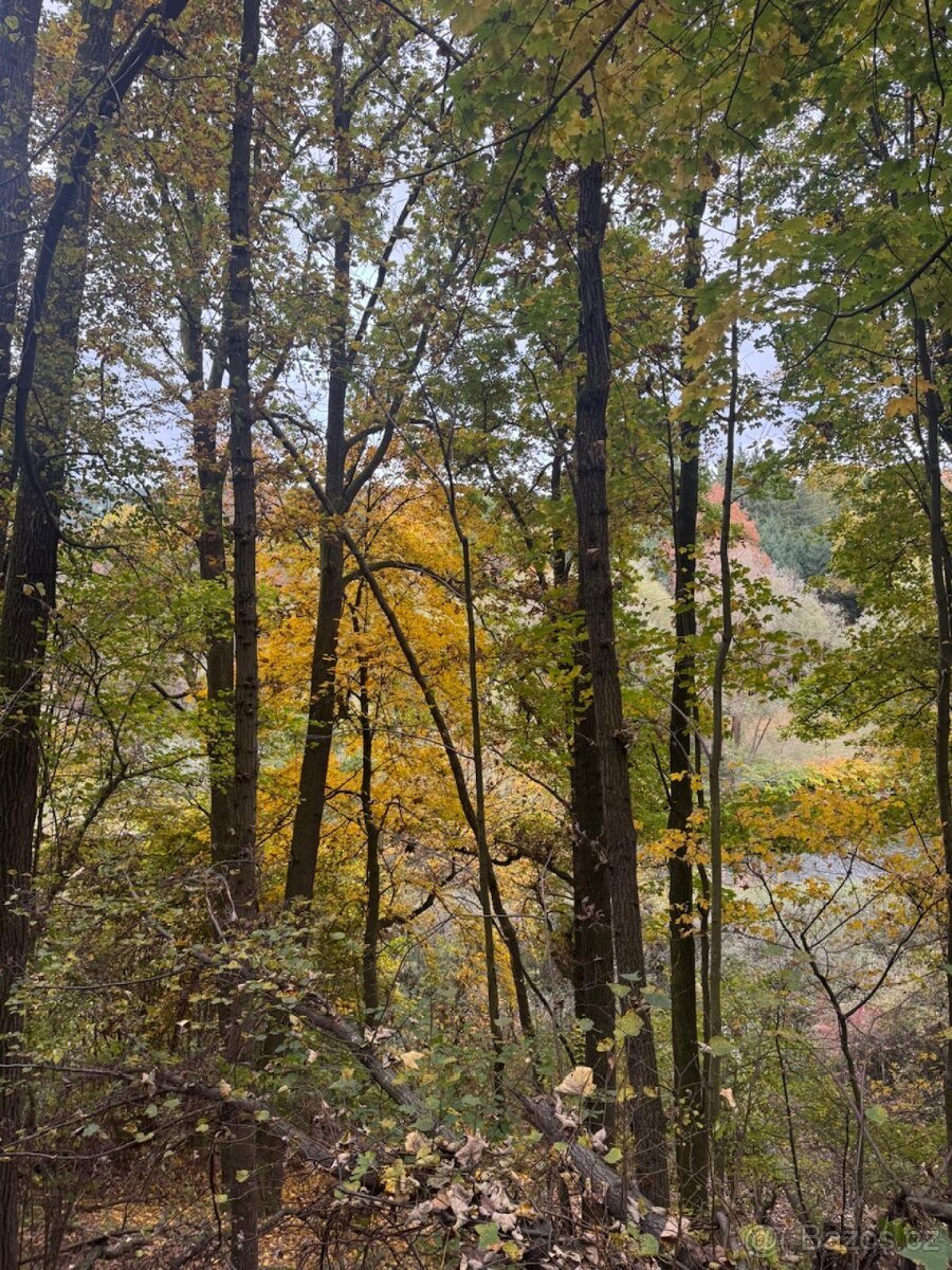 Prodej lesního pozemku k.ú. Přísečná