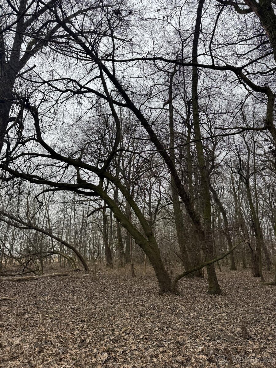 Prodej pozemků k.ú. Milokošť