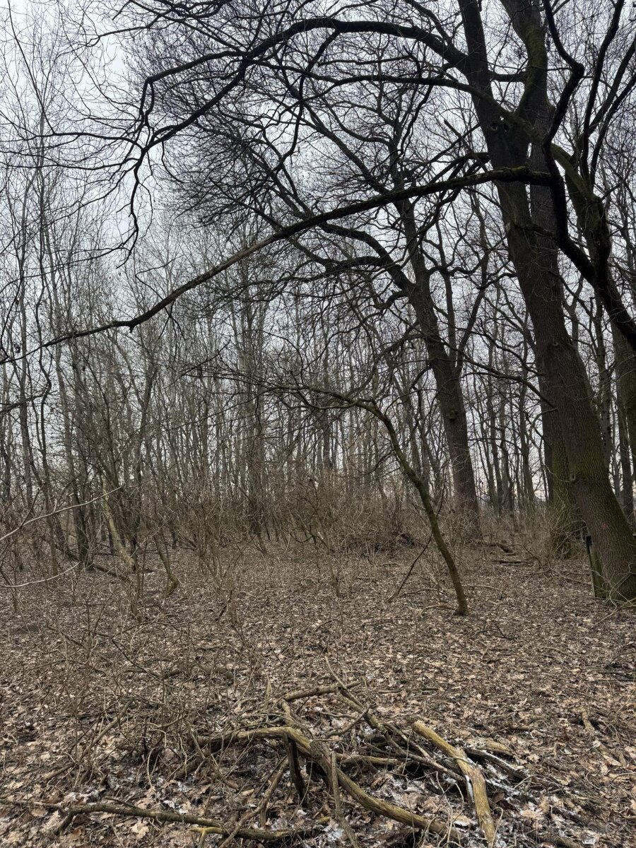 Prodej pozemků k.ú. Milokošť