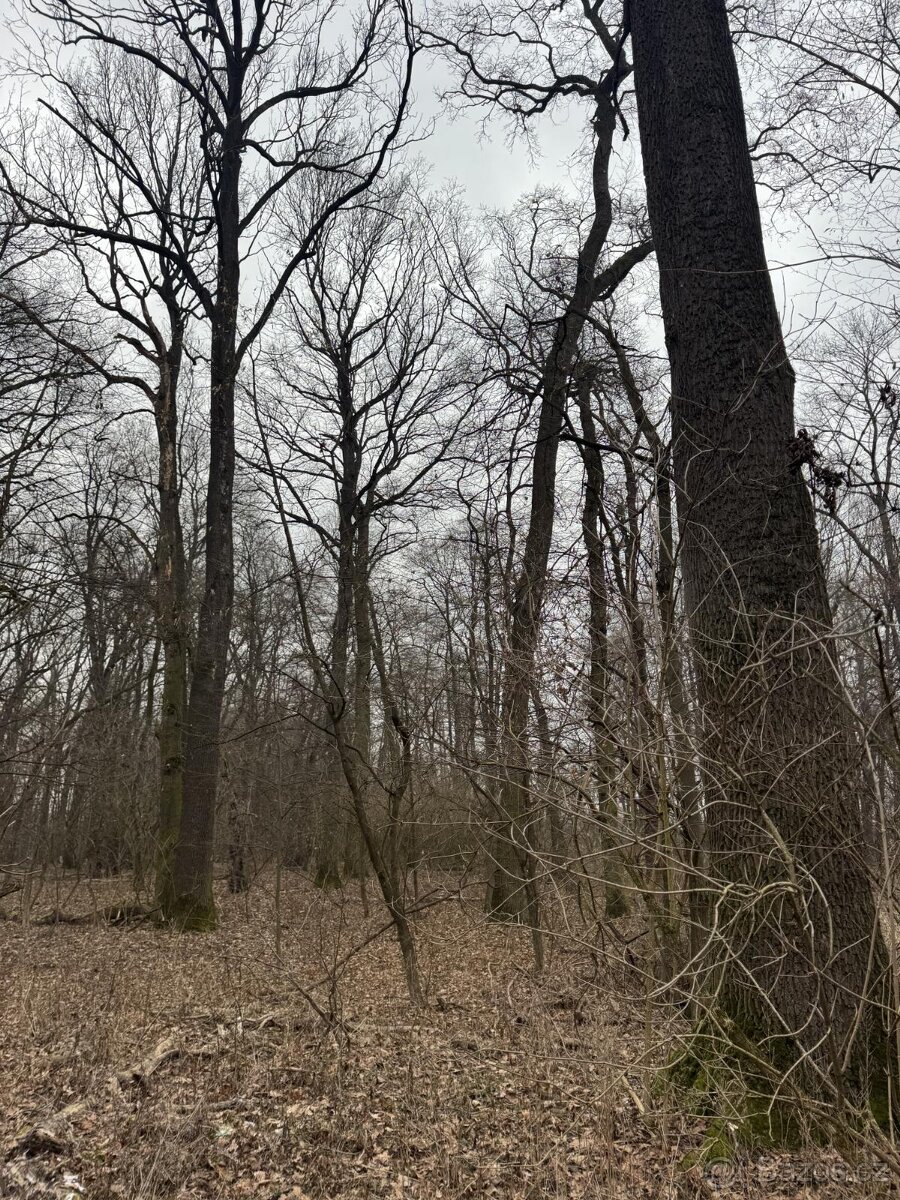 Prodej pozemků k.ú. Milokošť