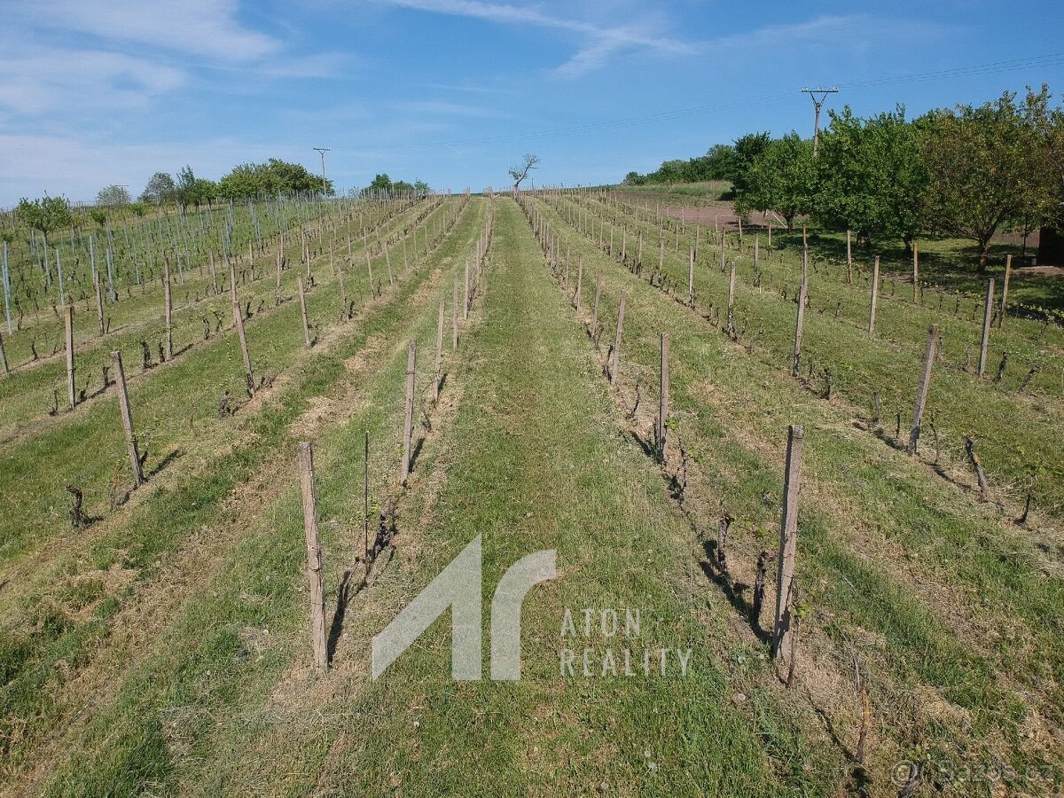 Křepice u Hustopečí – vinice 4 085 m2 – dobrý udržovaný stav