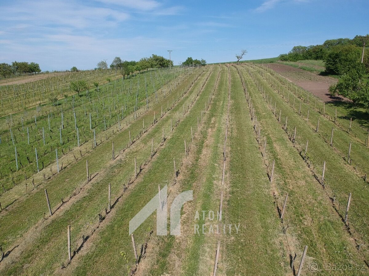 Křepice u Hustopečí – vinice 4 085 m2 – dobrý udržovaný stav