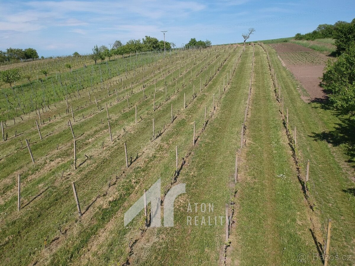 Křepice u Hustopečí – vinice 4 085 m2 – dobrý udržovaný stav