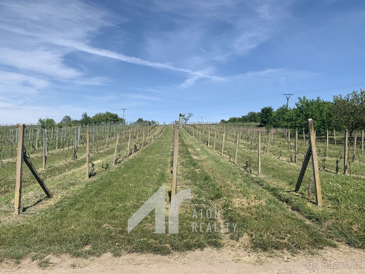 Křepice u Hustopečí – vinice 4 085 m2 – dobrý udržovaný stav