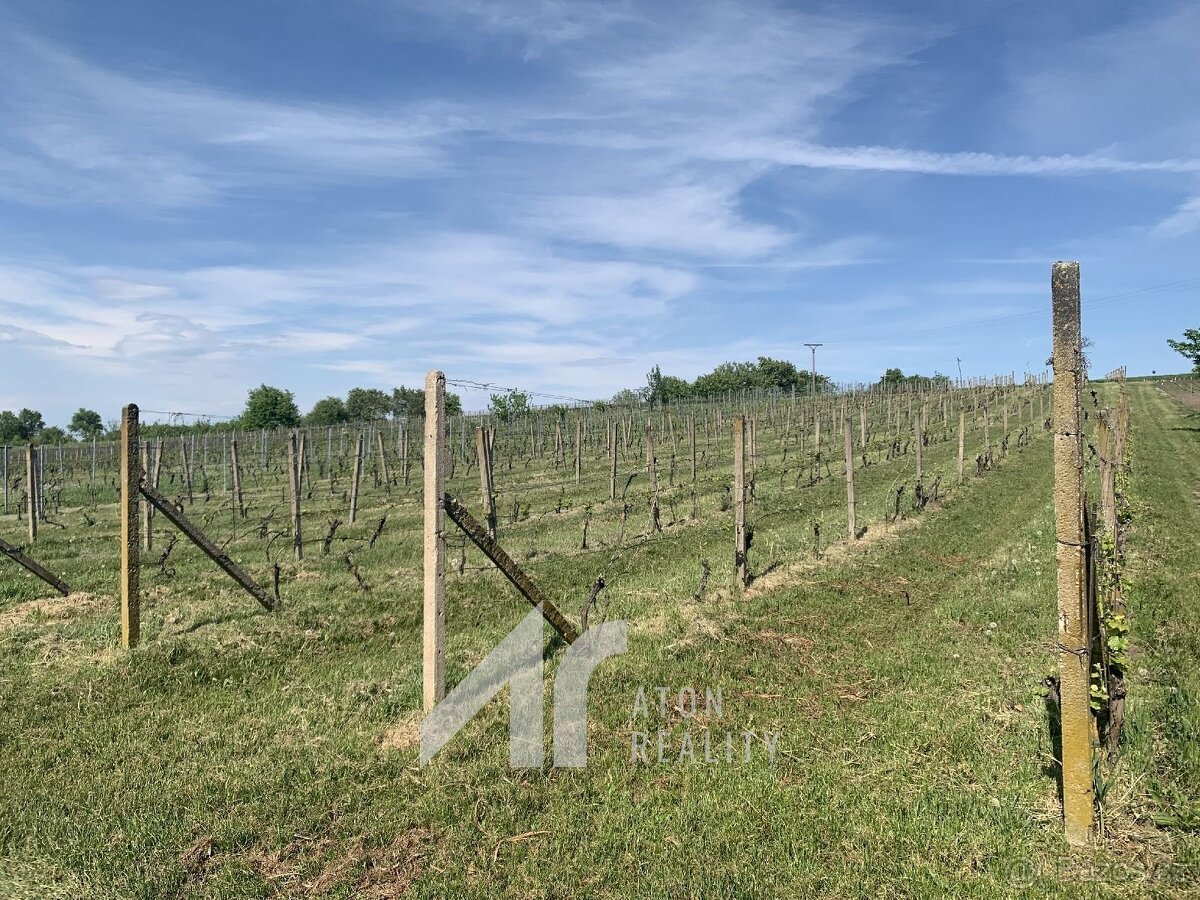 Křepice u Hustopečí – vinice 4 085 m2 – dobrý udržovaný stav