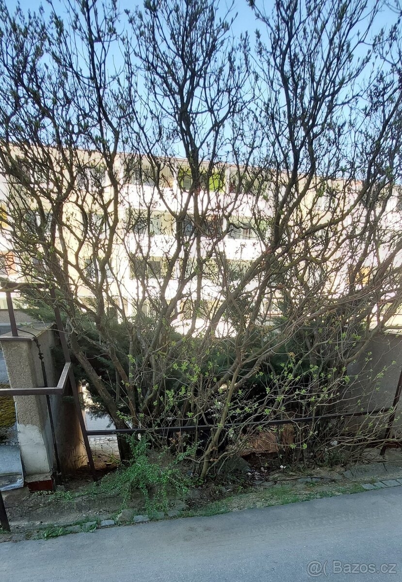 Dražba pozemku - Kohoutovice, Brno