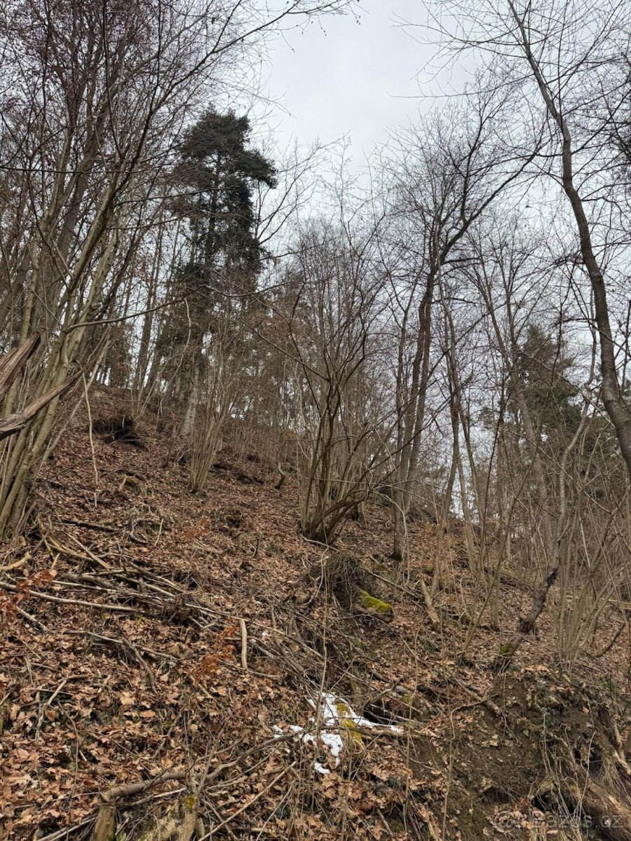 Prodej lesního pozemku k.ú. Rájov