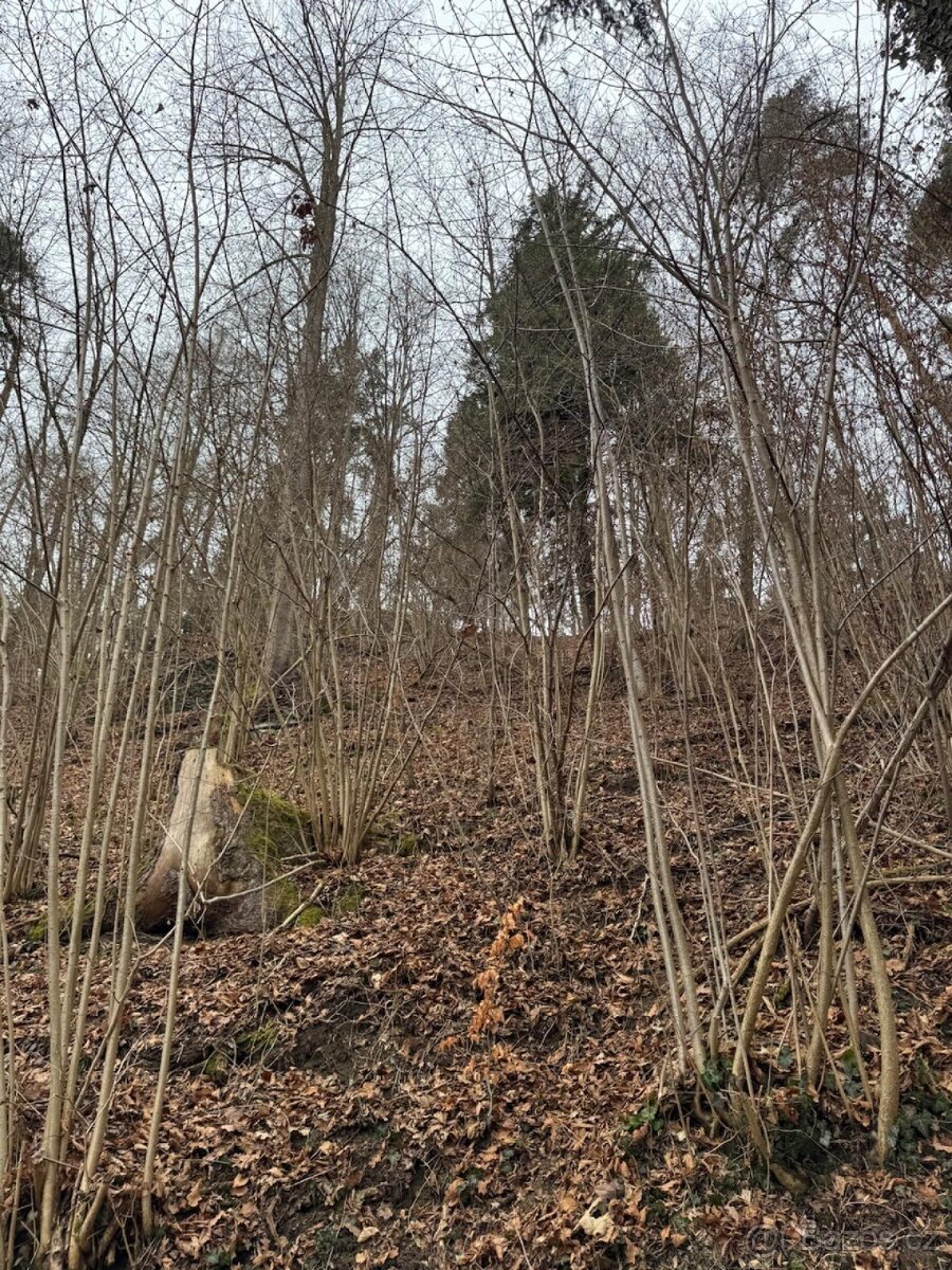 Prodej lesního pozemku k.ú. Rájov