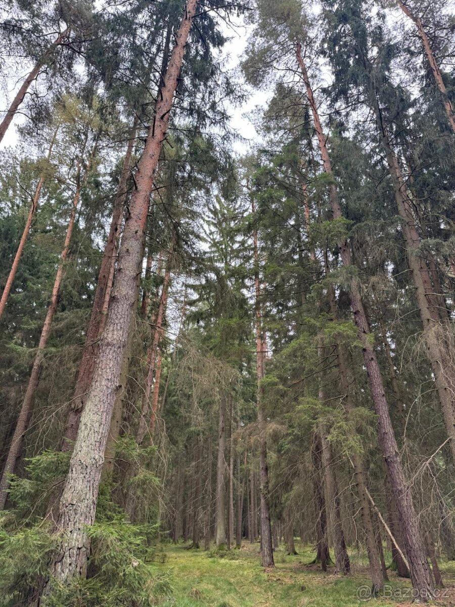 Prodej lesního pozemku k.ú. Zborov