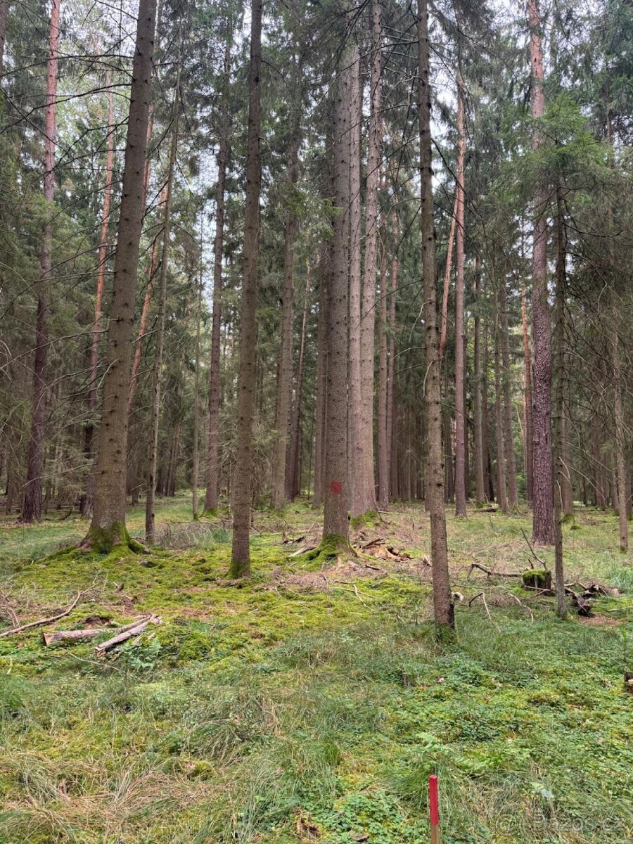 Prodej lesního pozemku k.ú. Zborov