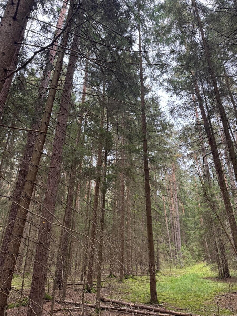 Prodej lesního pozemku k.ú. Zborov