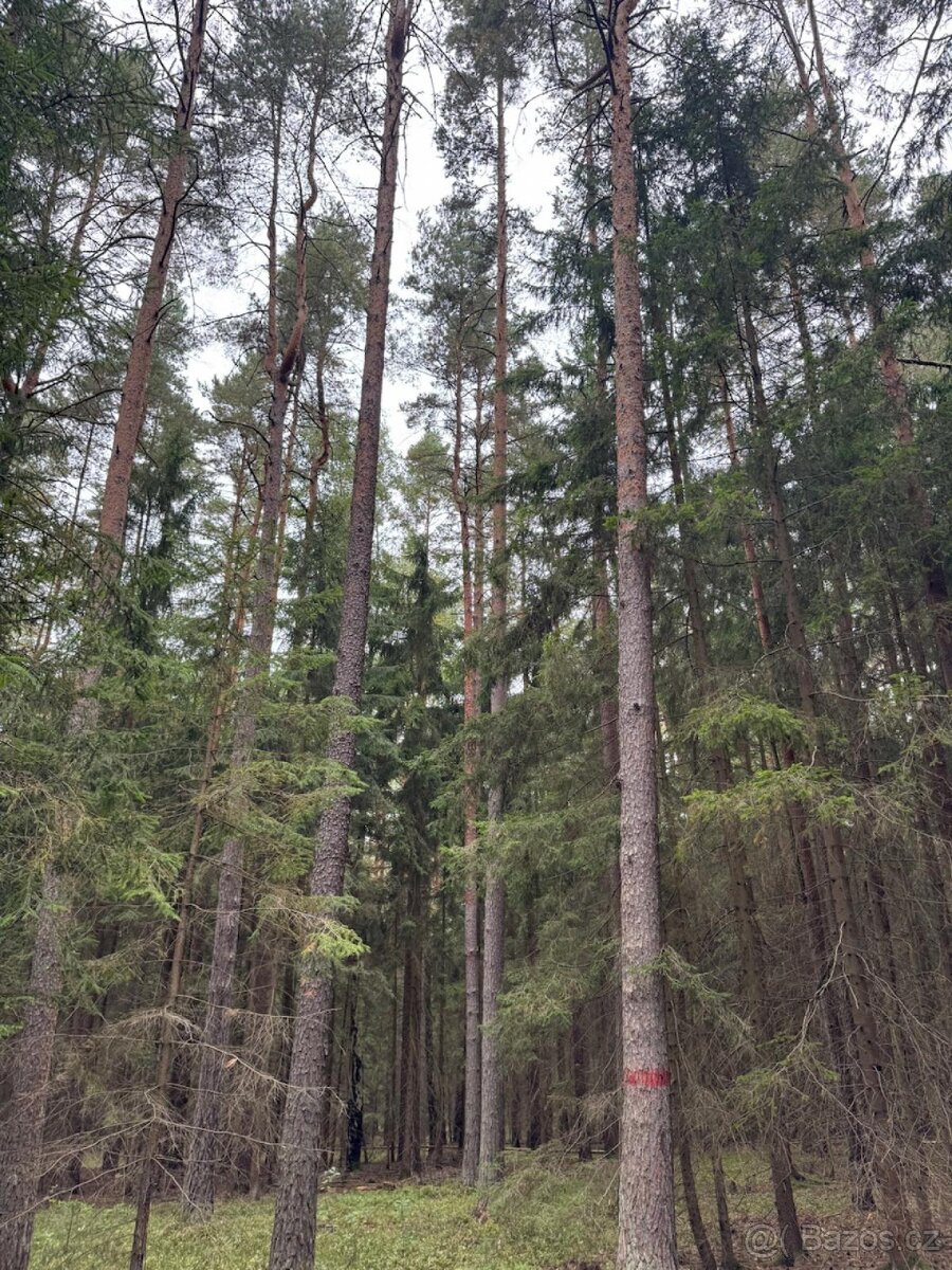 Prodej lesního pozemku k.ú. Zborov