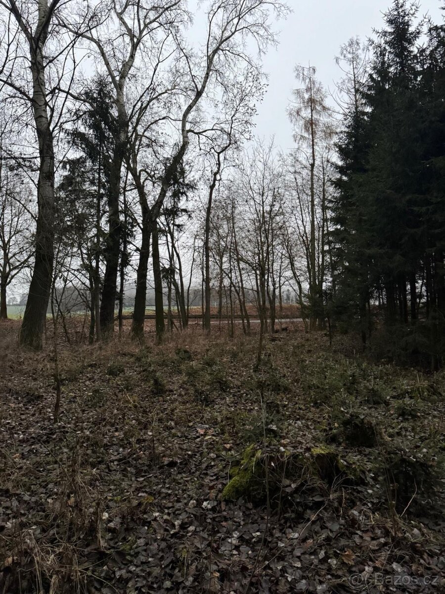 Prodej lesního pozemku v k.ú. Měcholupy u Předslavi