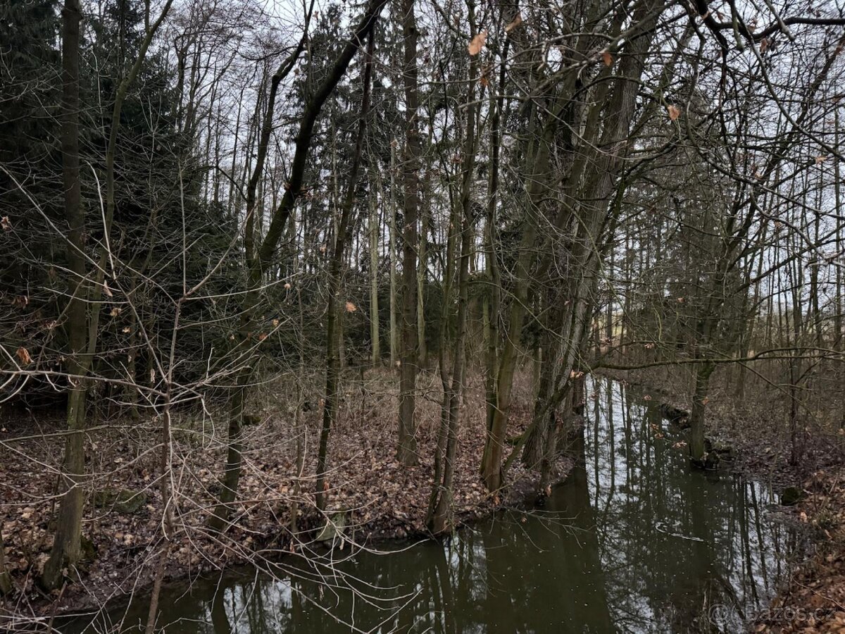 Prodej lesního pozemku v k.ú. Měcholupy u Předslavi