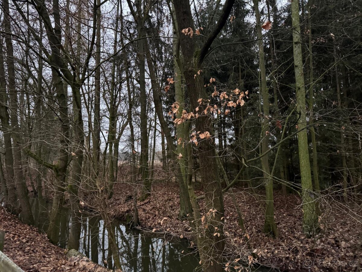 Prodej lesního pozemku v k.ú. Měcholupy u Předslavi