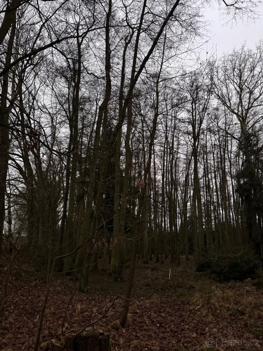 Prodej lesního pozemku v k.ú. Měcholupy u Předslavi