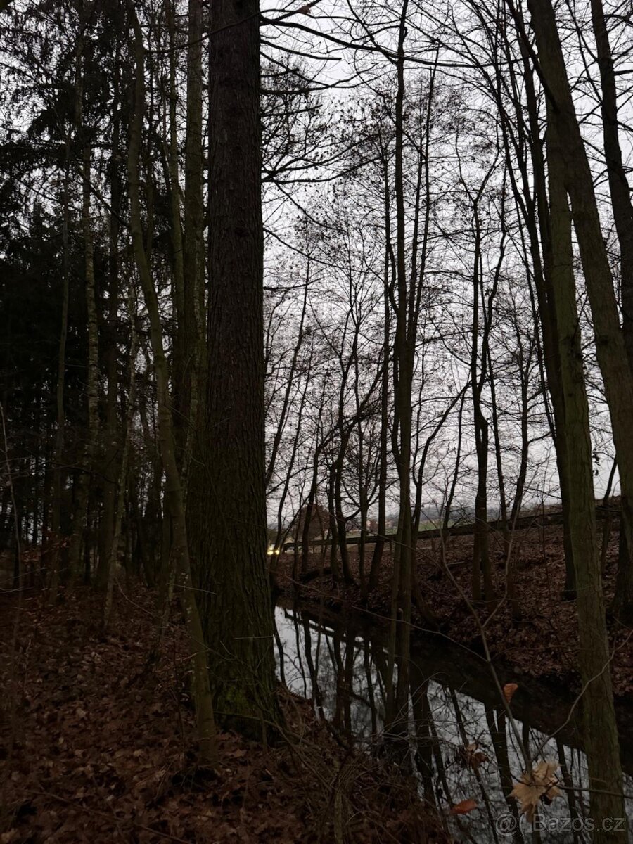 Prodej lesního pozemku v k.ú. Měcholupy u Předslavi