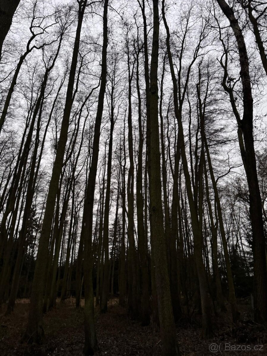 Prodej lesního pozemku v k.ú. Měcholupy u Předslavi