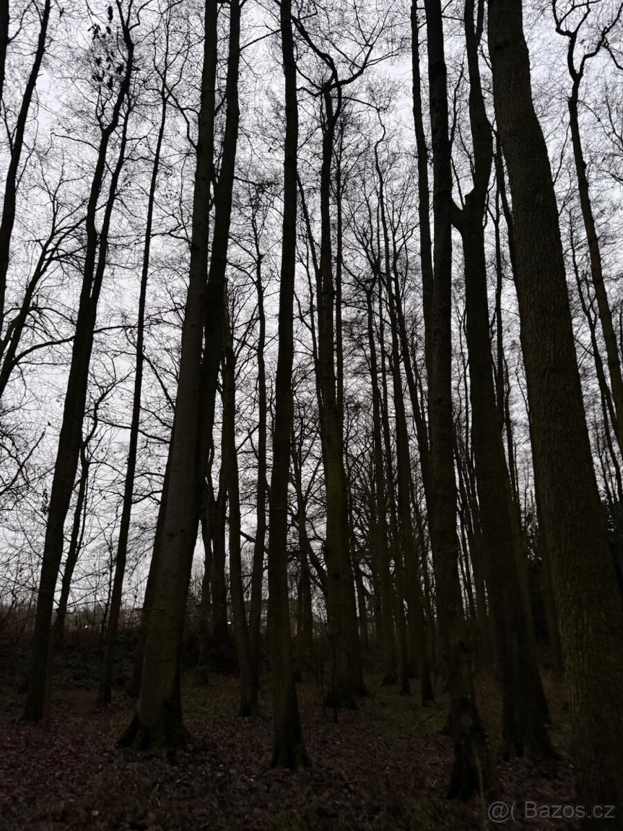 Prodej lesního pozemku v k.ú. Měcholupy u Předslavi