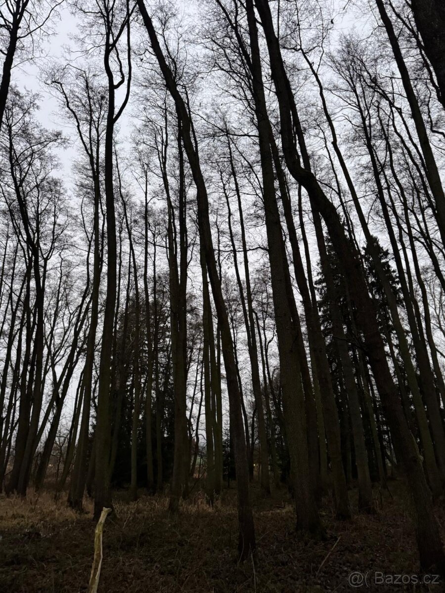 Prodej lesního pozemku v k.ú. Měcholupy u Předslavi