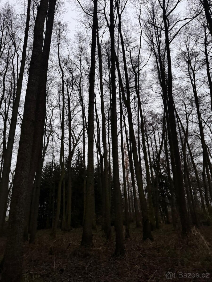 Prodej lesního pozemku v k.ú. Měcholupy u Předslavi