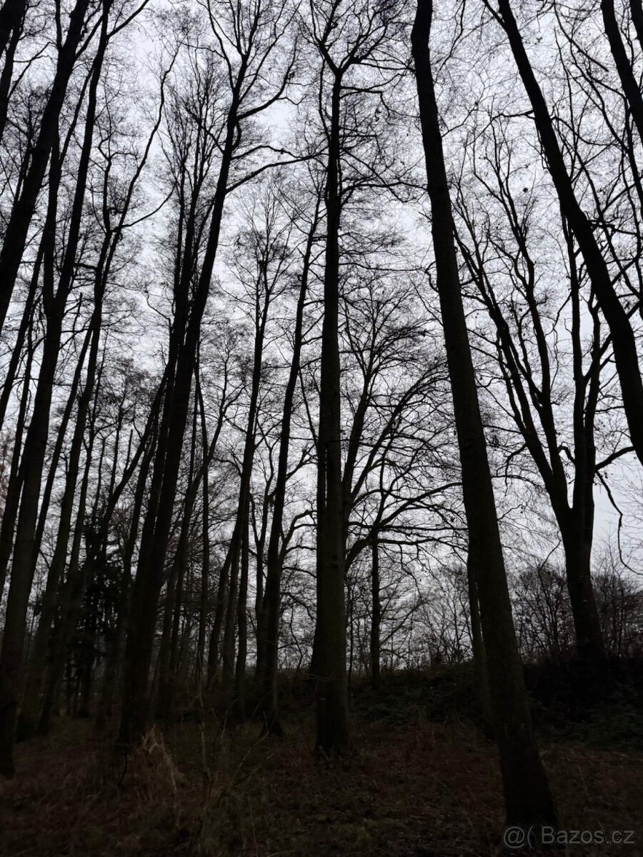 Prodej lesního pozemku v k.ú. Měcholupy u Předslavi