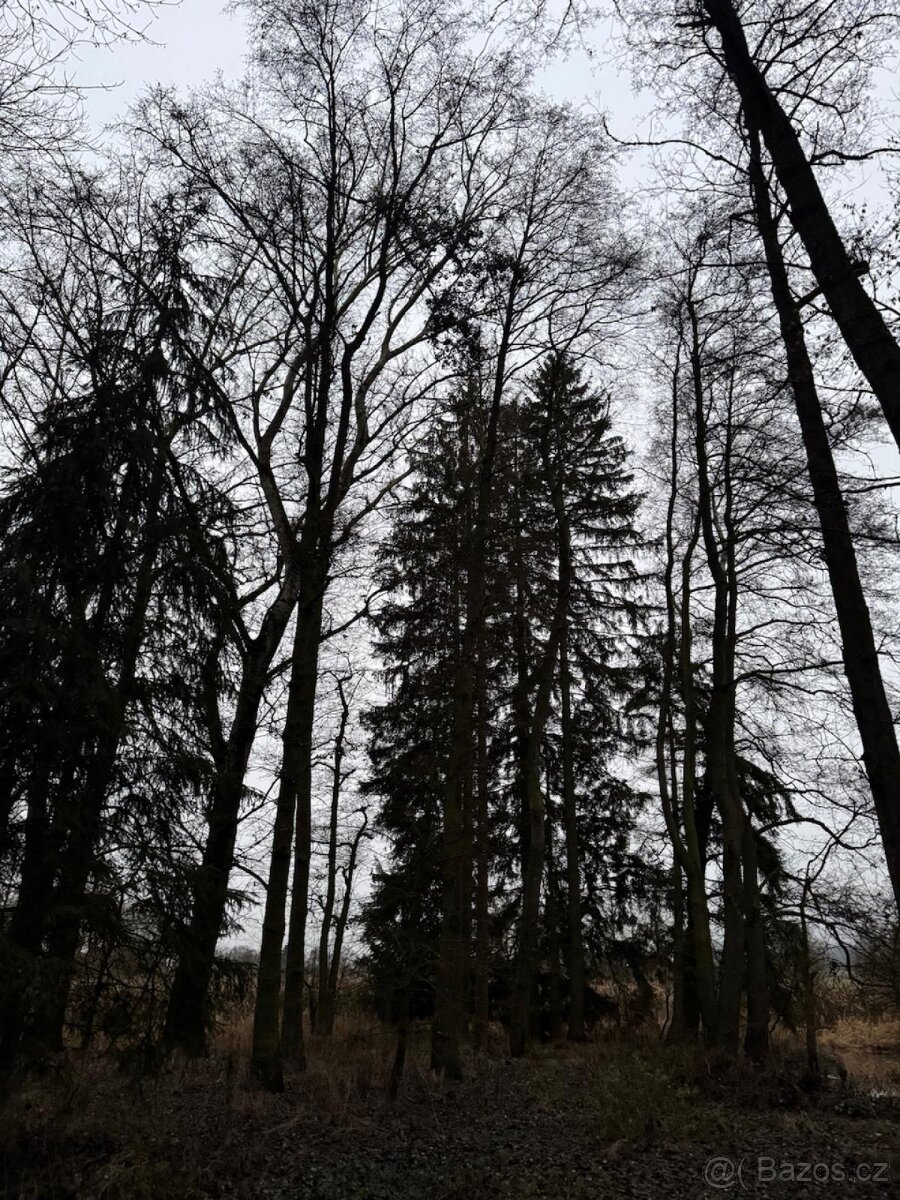 Prodej lesního pozemku v k.ú. Měcholupy u Předslavi