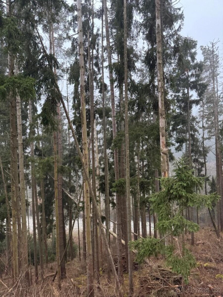 Prodej lesních pozemků k.ú. Nespice