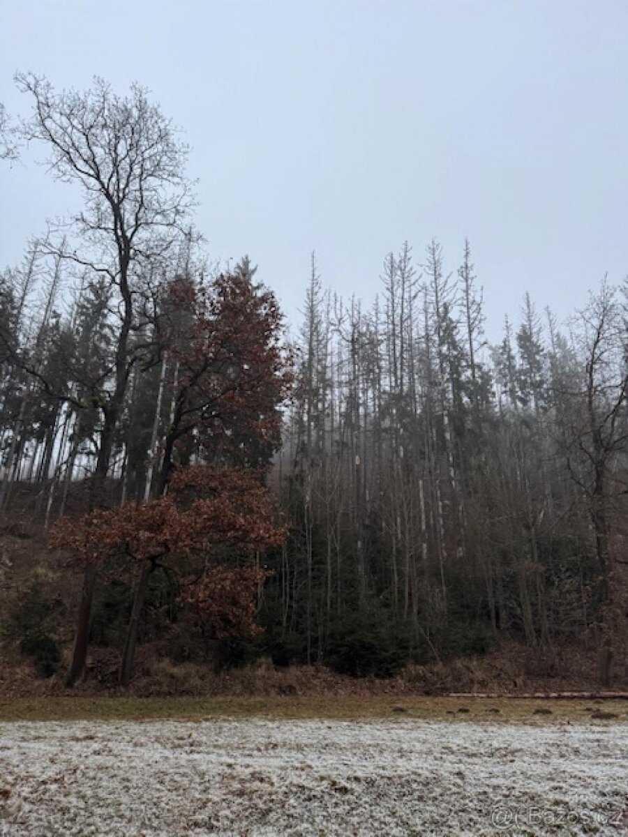 Prodej lesních pozemků k.ú. Nespice