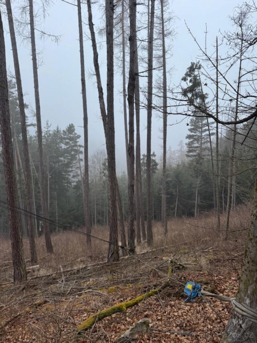 Prodej lesních pozemků k.ú. Nespice
