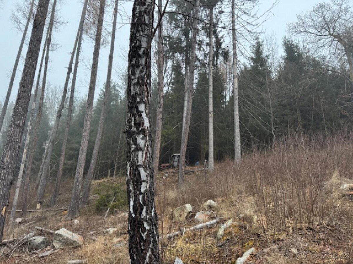 Prodej lesních pozemků k.ú. Nespice