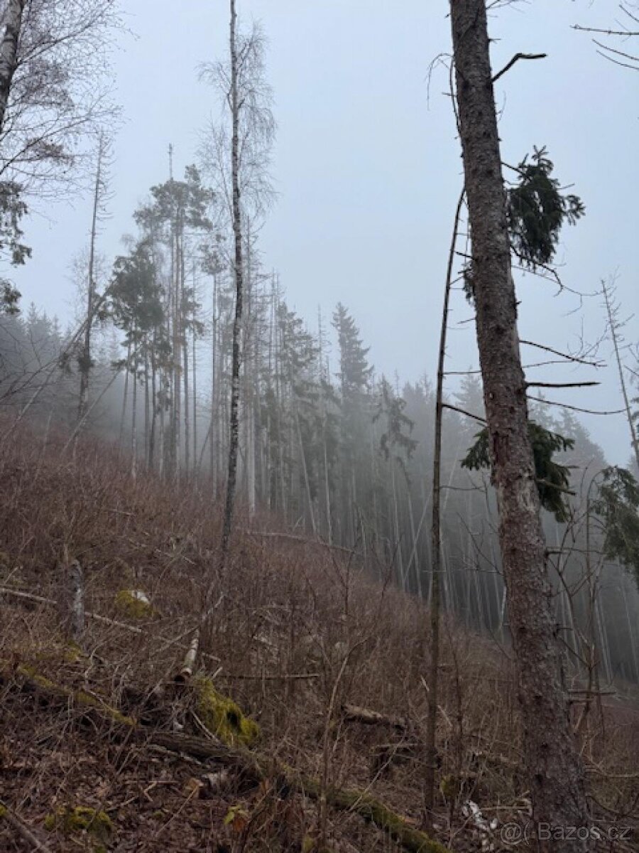 Prodej lesních pozemků k.ú. Nespice