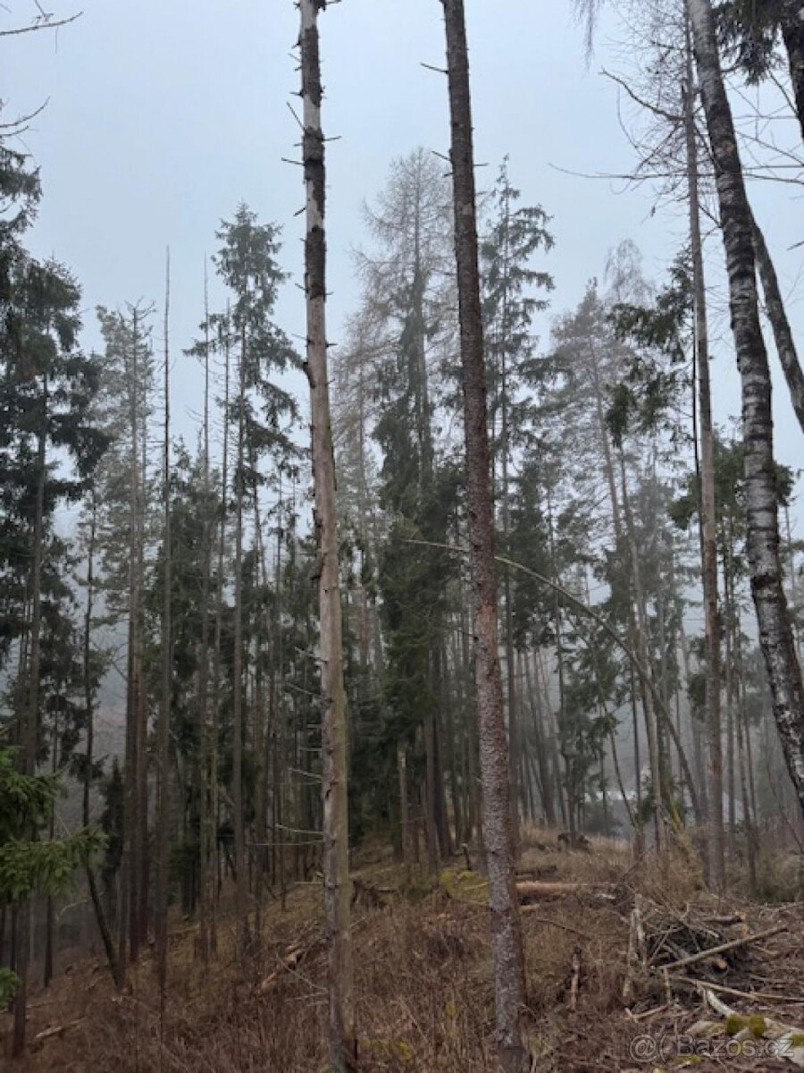 Prodej lesních pozemků k.ú. Nespice