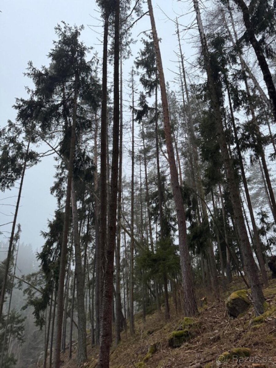 Prodej lesních pozemků k.ú. Nespice